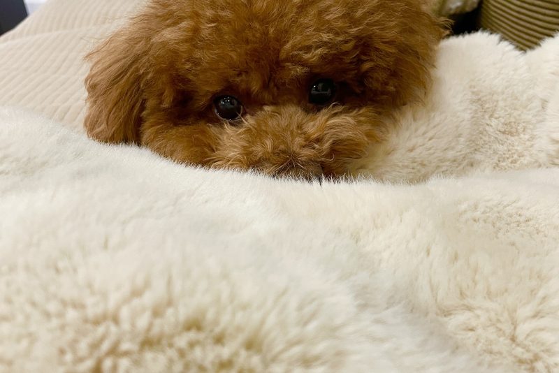 ほっこり　♪ちぃちぃ♪イメージ